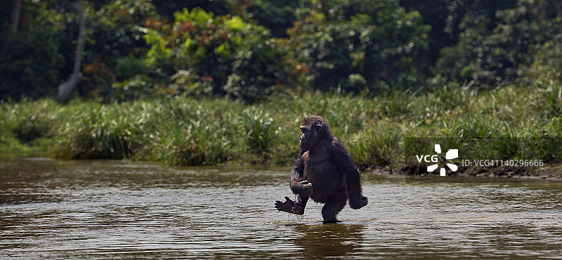 西部低地大猩猩幼崽过河图片素材