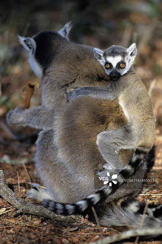 马达加斯加西南部多刺的森林中，环尾狐猴和幼崽在吃罗望子图片素材