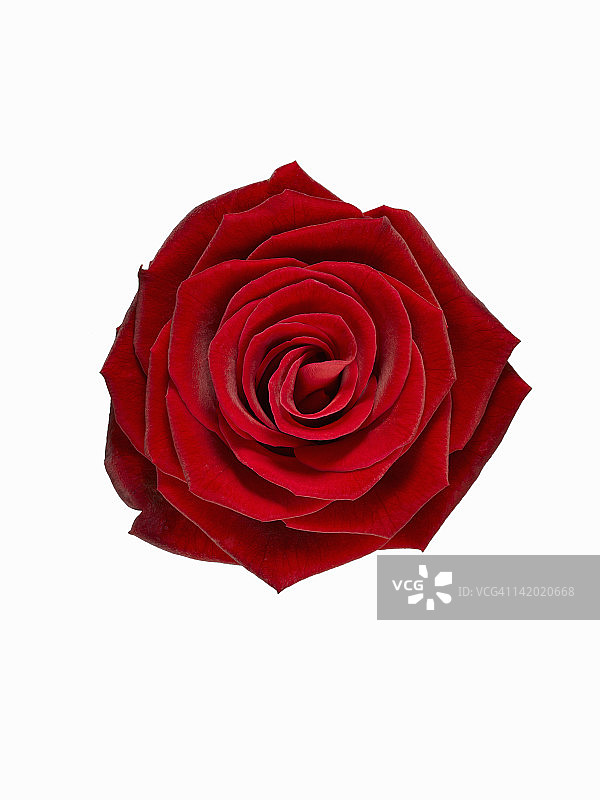 盛开的红玫瑰的特写图片素材