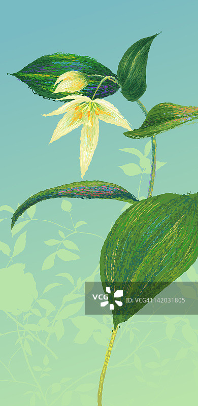 花植物在白色的背景图片素材