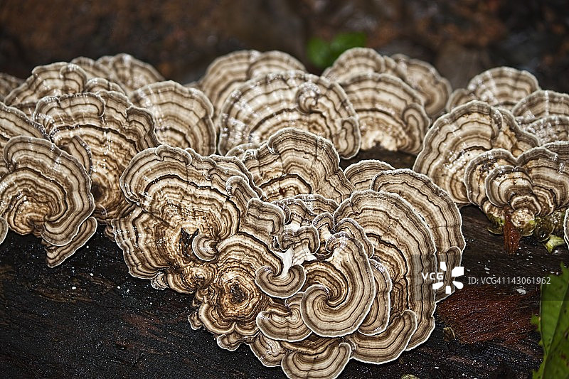 蘑菇，戈戈纳群岛，哥伦比亚图片素材