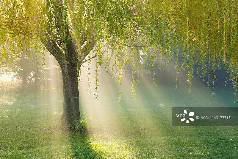晨雾中透过柳树的阳光图片素材