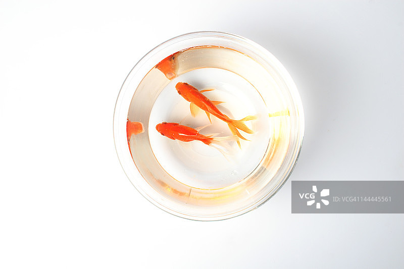 顶角视图的两个金鱼在一个碗图片素材