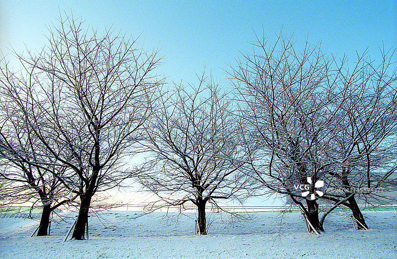 树木在冬天日出图片素材