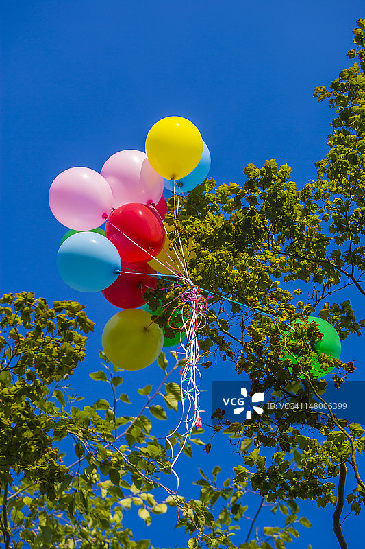 彩色气球挂在树上图片素材