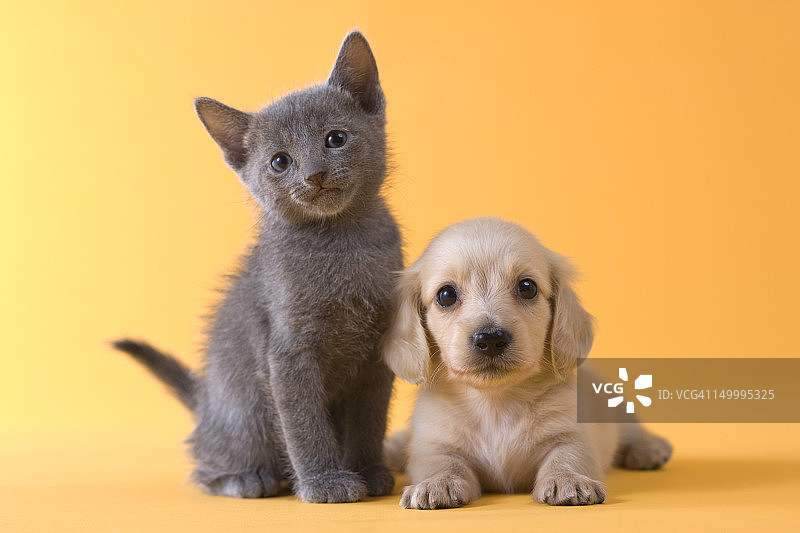 俄罗斯蓝小猫和腊肠小狗图片素材