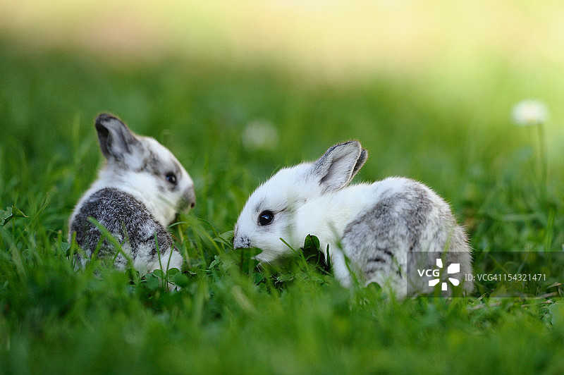 草丛中的两只小兔子图片素材