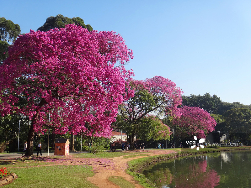 粉色Ipe, Ibirapuera公园图片素材