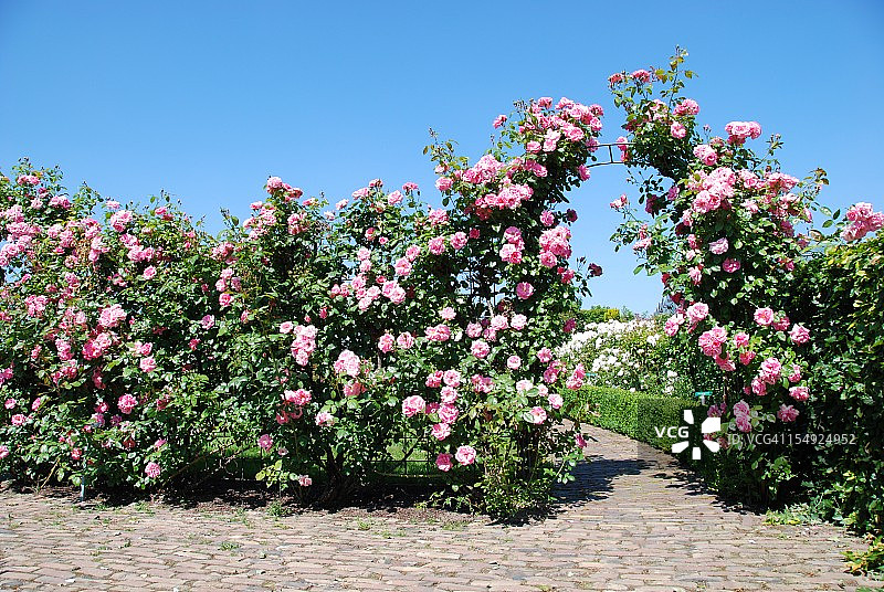 盛开的玫瑰花园图片素材