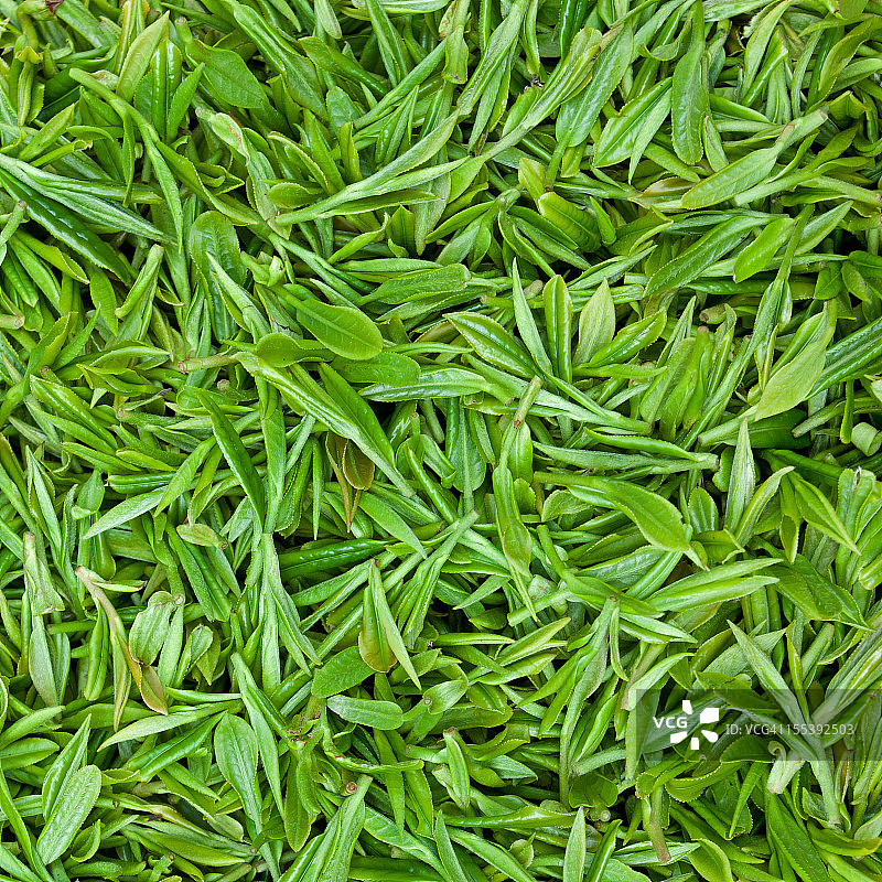 新鲜的绿茶叶背景图片素材
