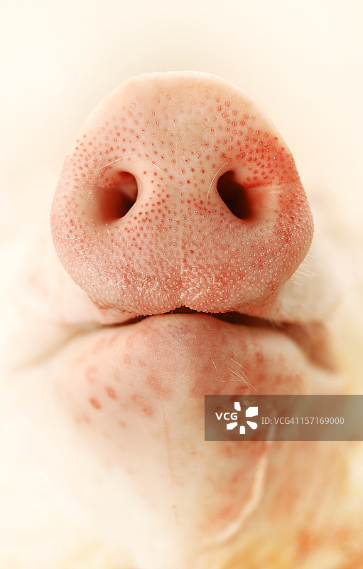 猪的鼻子图片素材