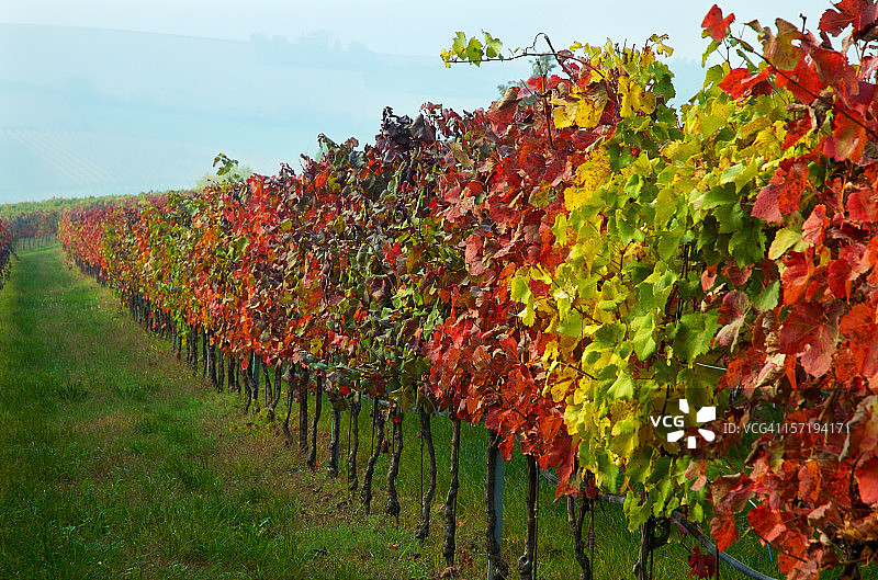 秋天的葡萄在田野里图片素材