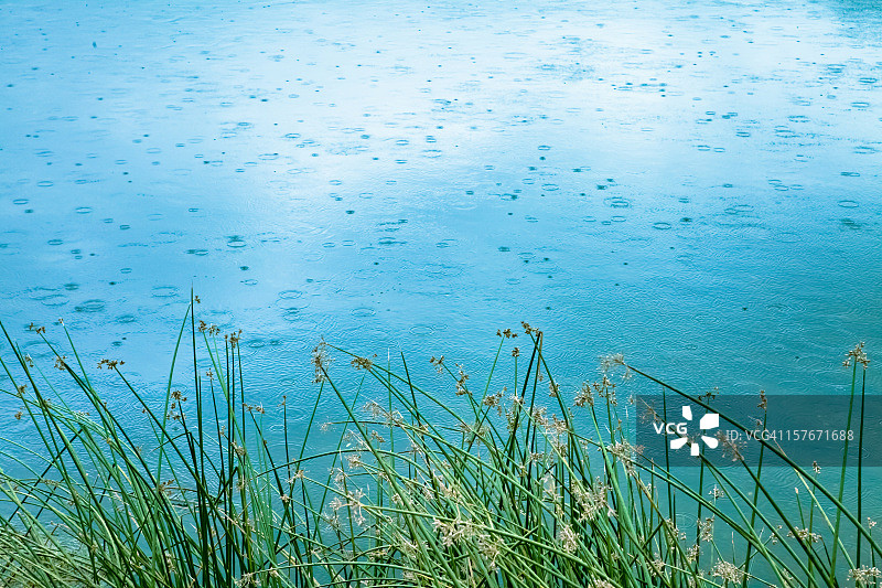 池塘，芦苇和雨-自然背景图片素材
