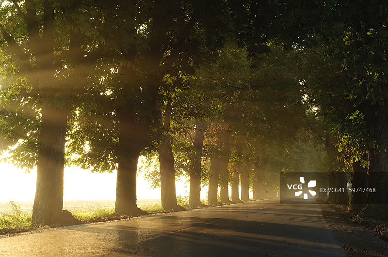 雾蒙蒙的早晨，栗树大街图片素材