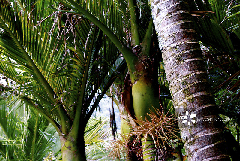 新西兰棕榈棕榈图片素材