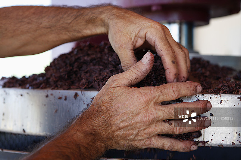 一个男人在葡萄园里处理压碎的葡萄，手的特写图片素材