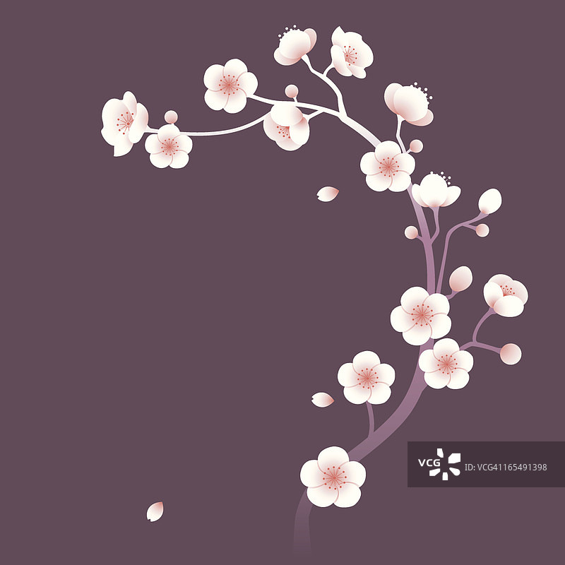 樱花/紫色背景上的樱花图片素材