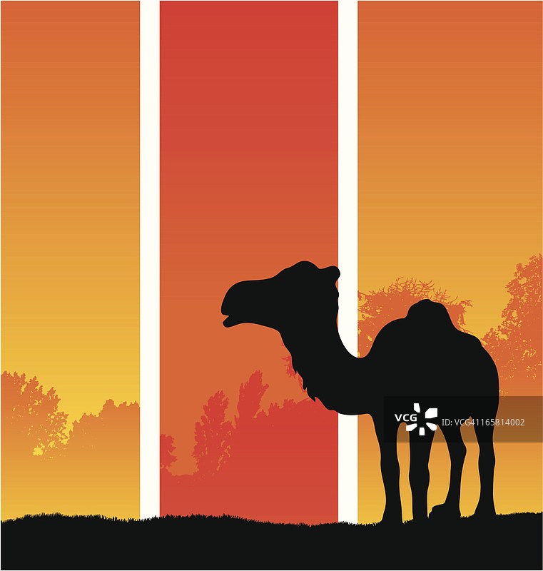 骆驼的轮廓在炎热的气候图片素材