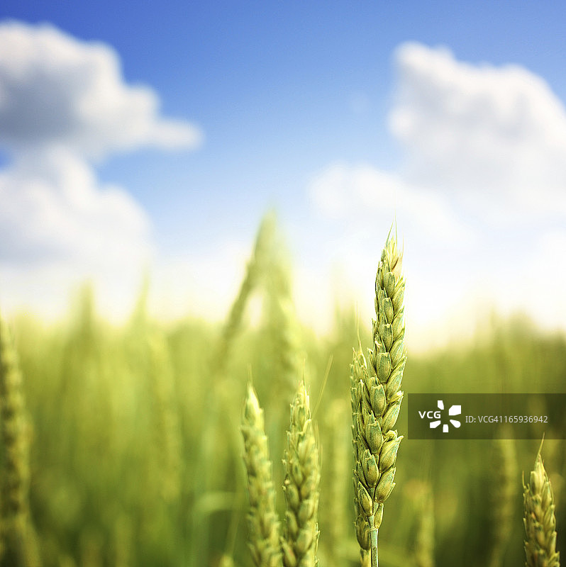 田地里的小麦，特写。图片素材