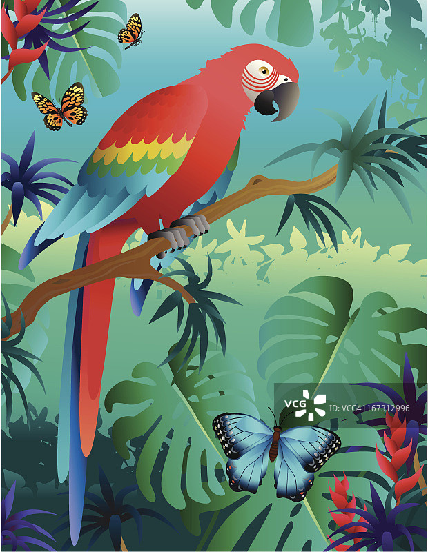 雨林里的猩红金刚鹦鹉图片素材