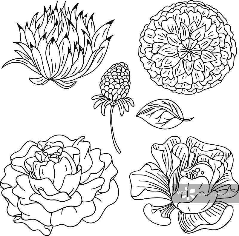 花收集在黑色和白色图片素材