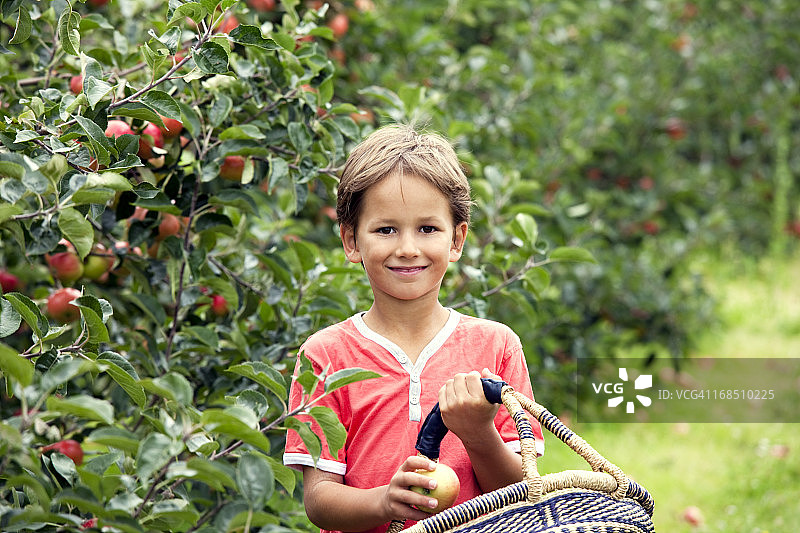 苹果园里的小男孩图片素材