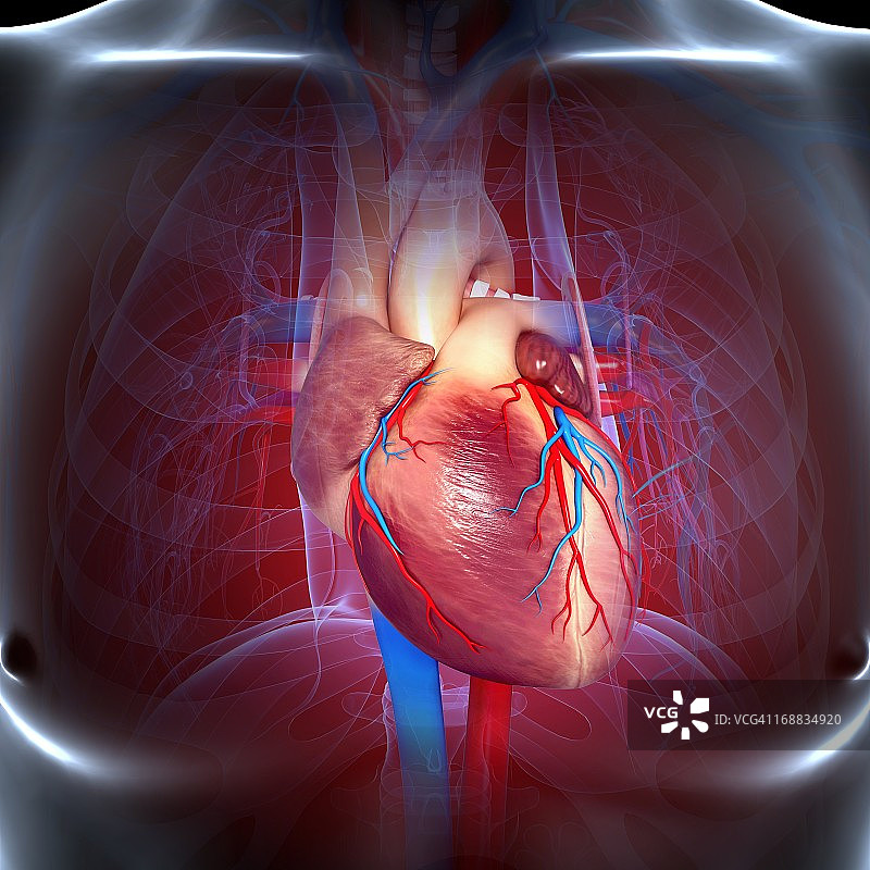 心血管系统、艺术品图片素材
