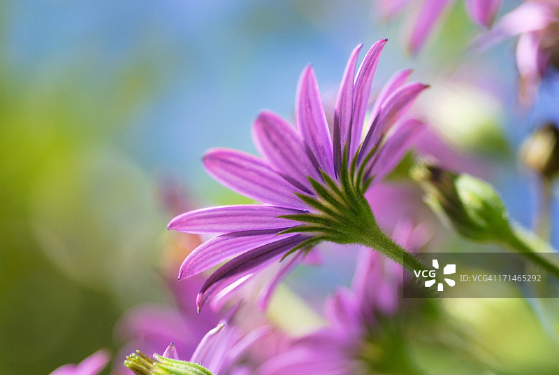 紫雏菊图片素材