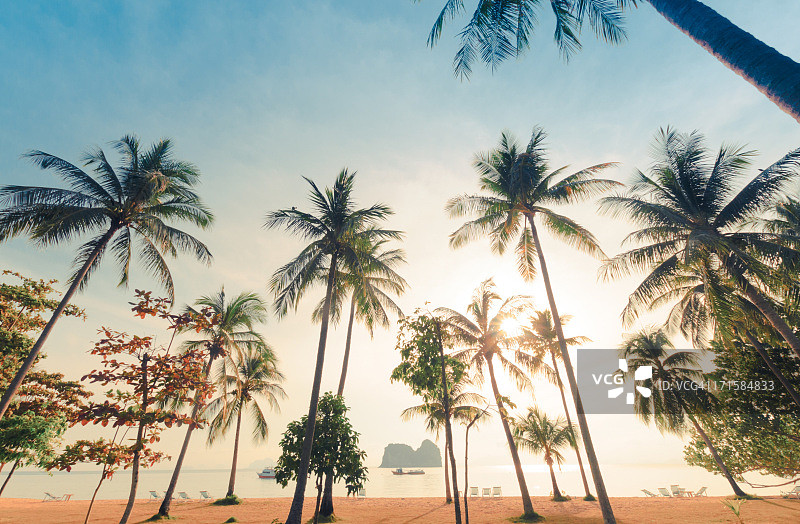 海滩上美丽的椰子树图片素材