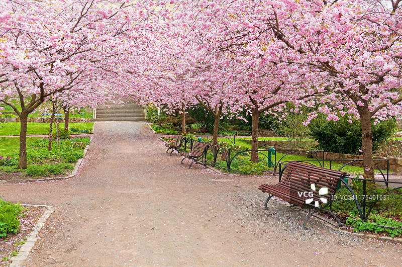 有盛开的樱桃树的宽阔的公园小巷图片素材