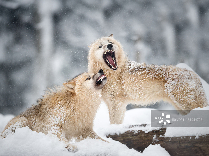 野生动物中的北极狼，冬季森林图片素材