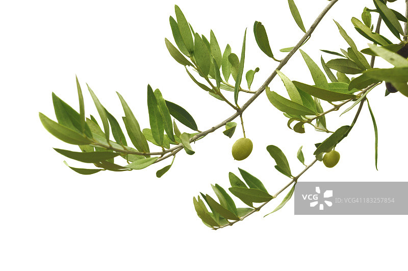绿色橄榄挂在树枝上的特写图片素材