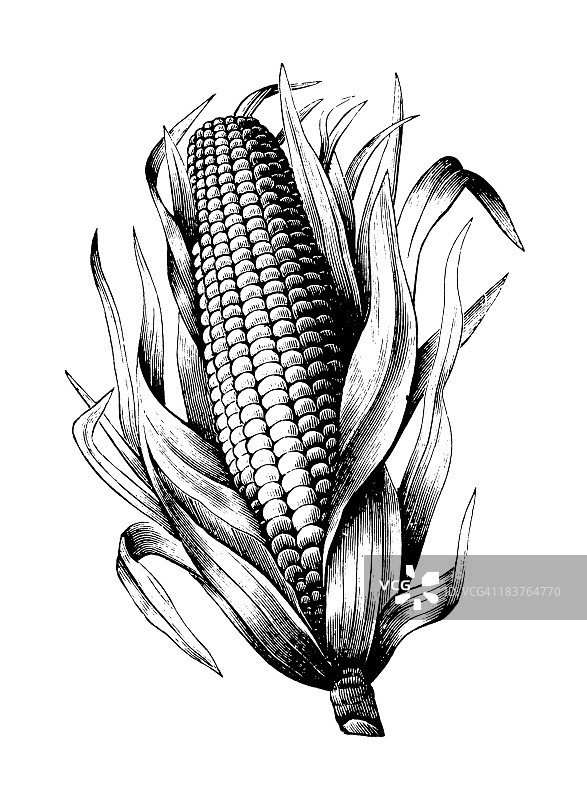 玉米图片素材