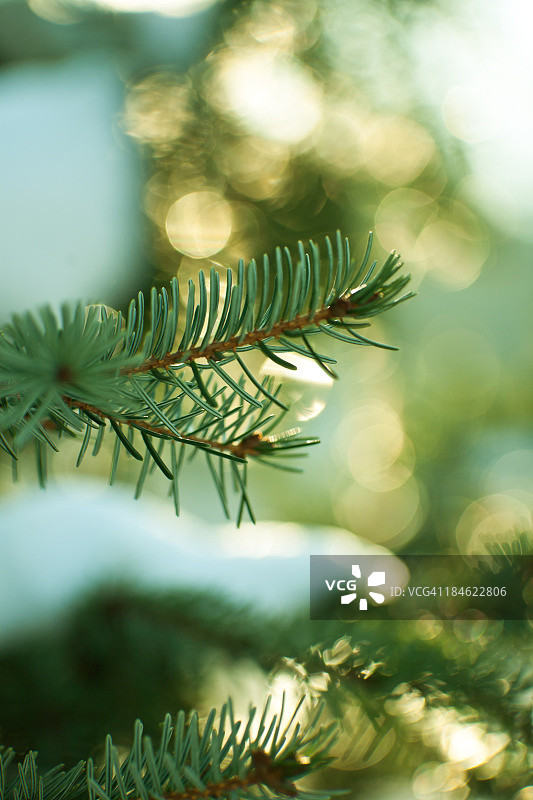 松树在隆冬时节过圣诞节图片素材