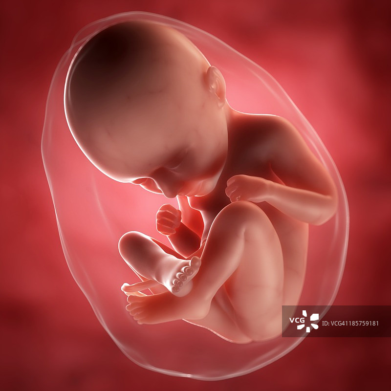 35周胎儿，图片图片素材