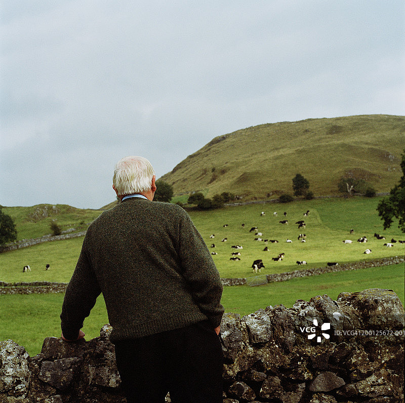 老者站在石墙旁，看着牛，后视镜图片素材