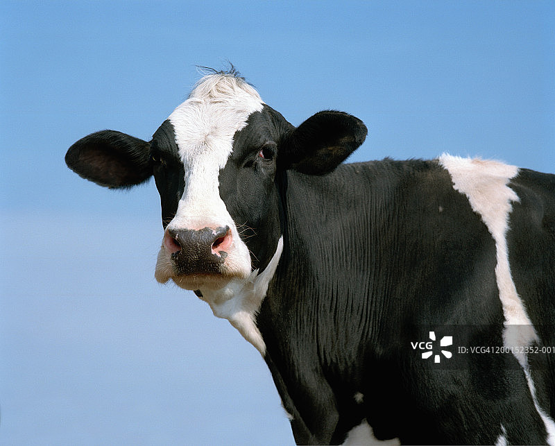 Holstein-Friesian牛,特写图片素材