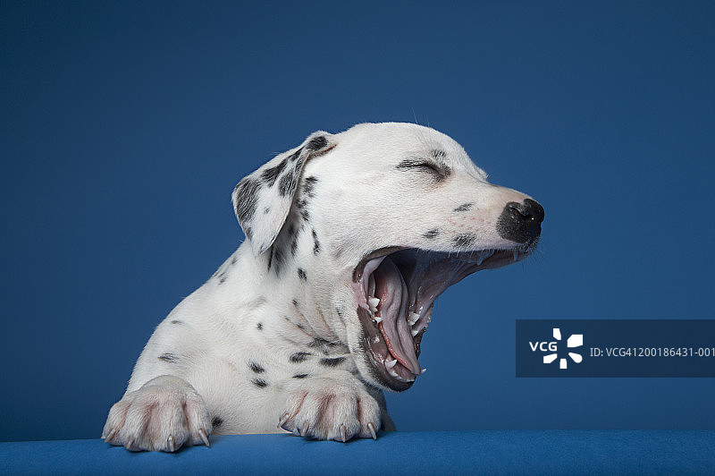 斑点狗狗在蓝色背景下打哈欠图片素材