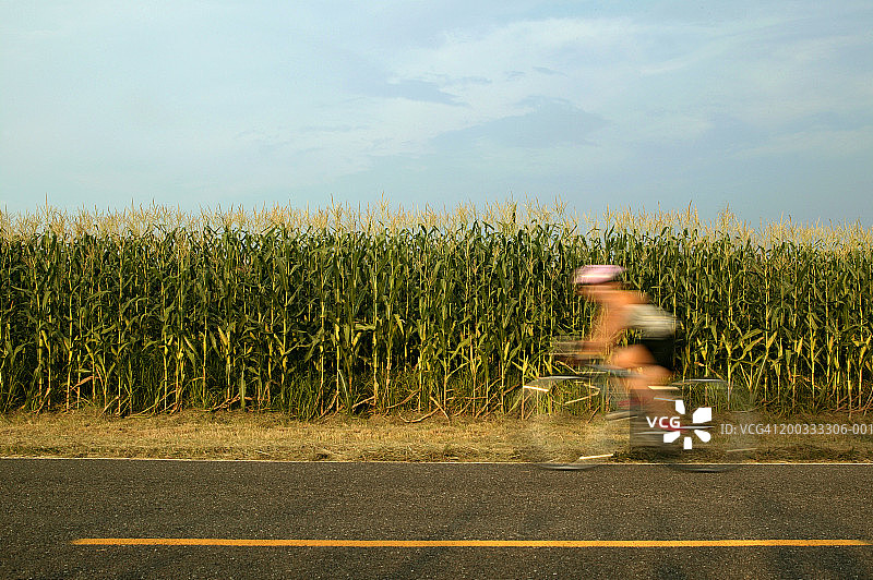 骑自行车经过玉米地的人(模糊的运动)图片素材