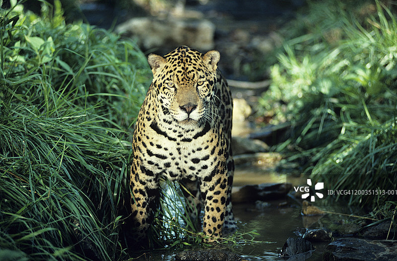 斑点雨林溪流中的美洲虎图片素材