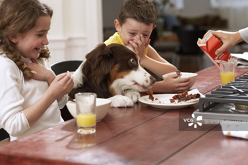 在餐桌上，狗在孩子(6-8岁)之间吃盘子里的残羹剩饭图片素材