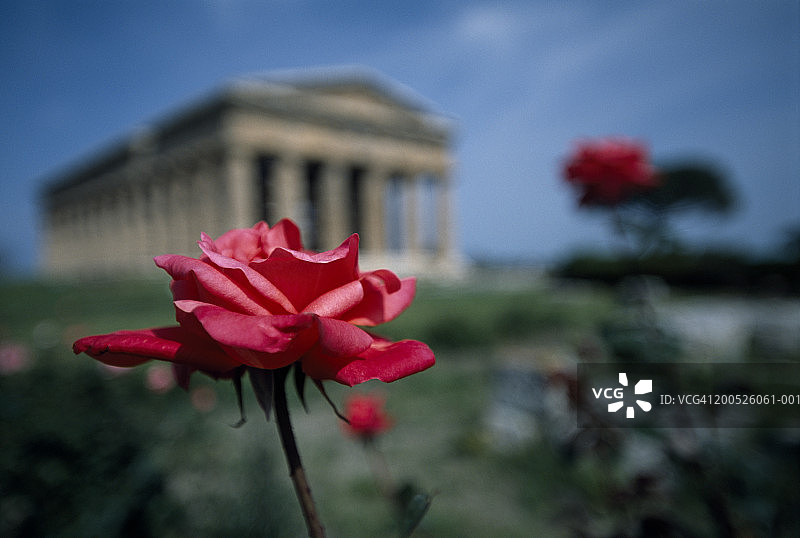 意大利，帕埃斯图姆，雅典娜谷神星神庙，红玫瑰(以玫瑰为主)图片素材