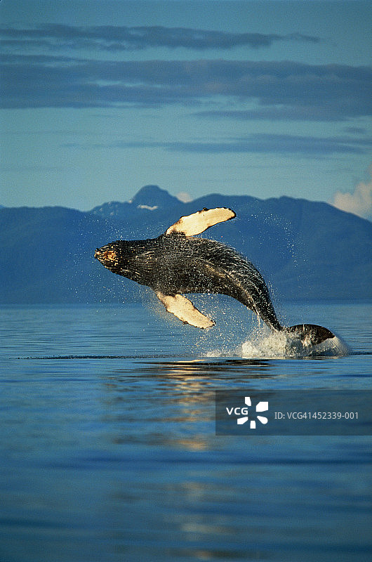 座头鲸，阿拉斯加，美国图片素材