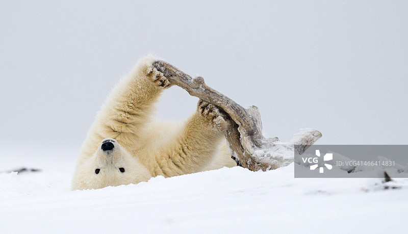 北极熊用浮木锻炼图片素材