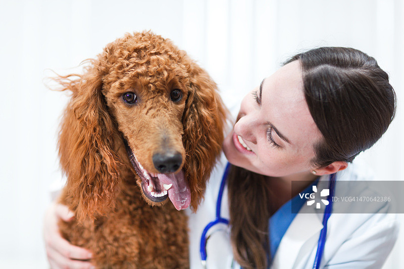 兽医检查犬在兽医动物宠物诊所医院图片素材