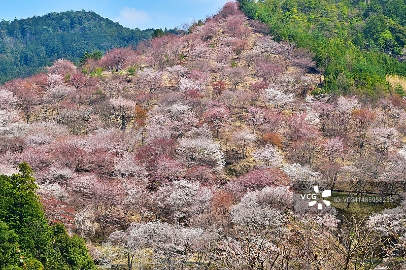 樱花在YOSHINOYAMA图片素材