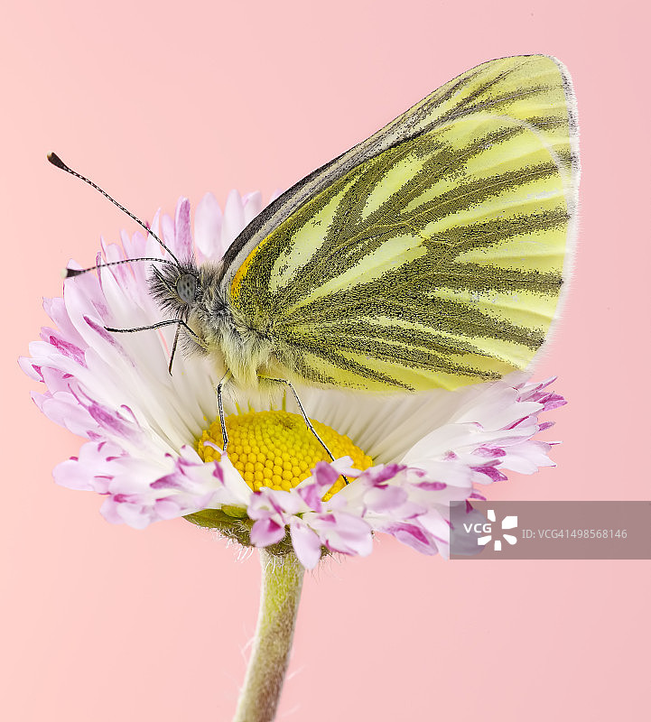 雏菊上的蝴蝶图片素材