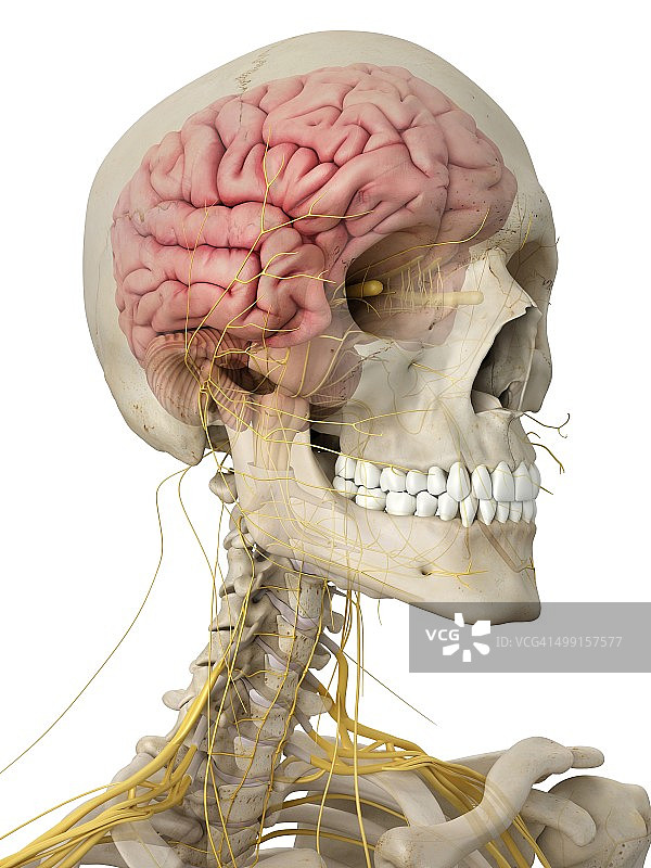 人类的大脑和神经，艺术品图片素材