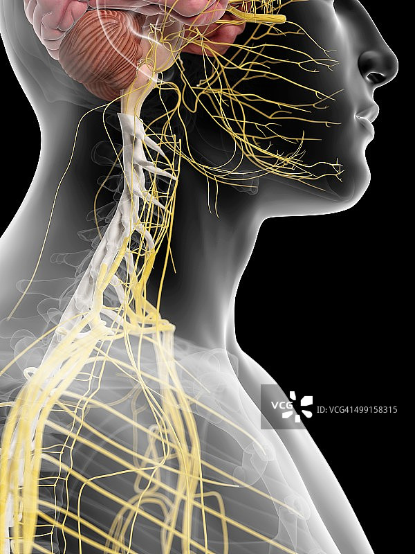 颈部人类神经，艺术品图片素材
