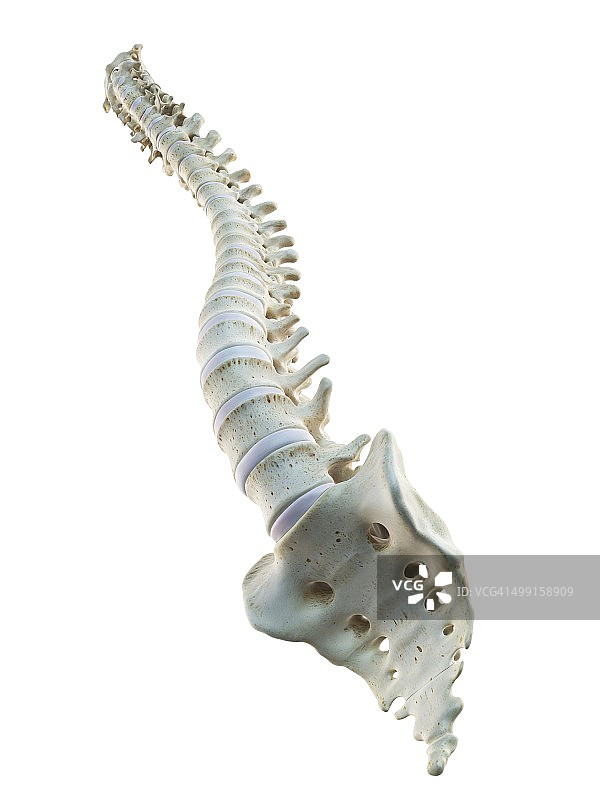 人类的脊椎,艺术品图片素材